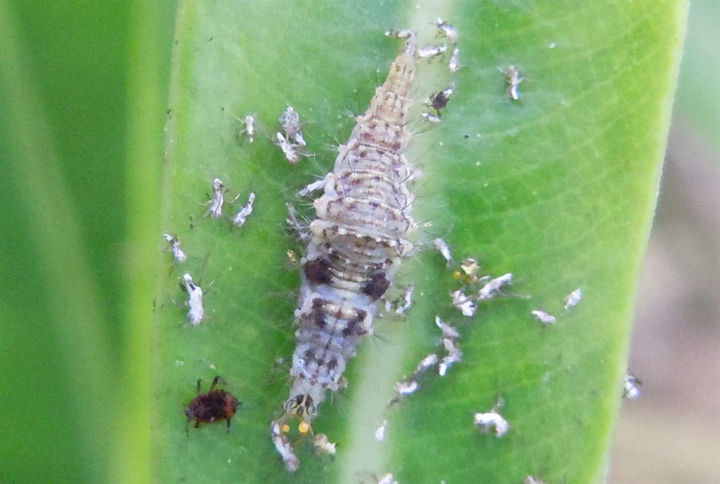 Aphis nerii e predatori al seguito